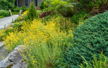 Washington Bellevue 'de bir bahçede parlak sarı çiçekler açıyor..