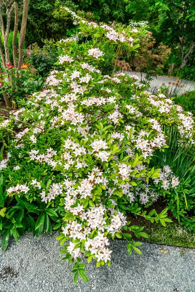 Обильные Белые Цветы Саду Белвью Штат Вашингтон — стоковое фото
