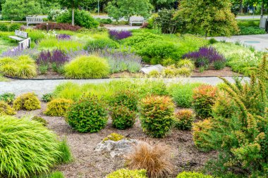 Bellevue, Washington 'da bir bahçede çeşitli bitkiler.