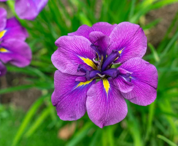 Mcaro Shot Uma Flor Íris Jardim Bellevue Washington — Fotografia de Stock