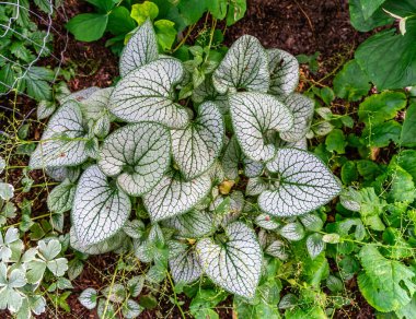 Bellevue, Washington 'da bir bahçede yemyeşil bir kaladyum bitkisi..