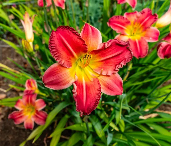 Una Flor Luz Roja Amarilla Jardín Bellevue Washington — Foto de Stock