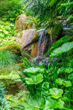 Bellevue, Washington 'da küçük bir şelaleyi çevreleyen bitkiler.