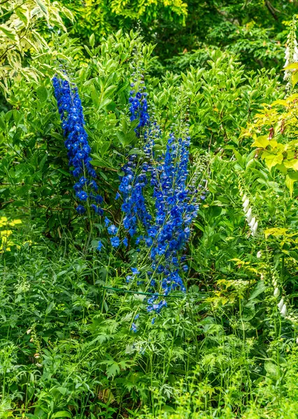 Blues Flowers Garden Bellevue Washington — Stock Photo, Image