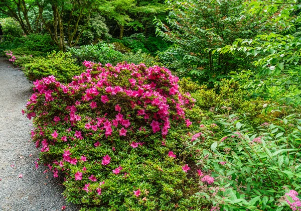Červené Květy Vedle Pěšiny Zahradě Bellevue Washington — Stock fotografie