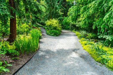 Bellevue, Washington 'daki bir bahçede bitkilerle dolu bir patika..