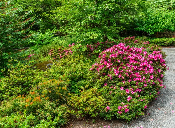 Červené Květy Vedle Pěšiny Zahradě Bellevue Washington — Stock fotografie