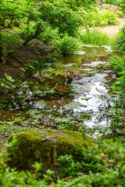 Bellevue, Washington 'da bir bahçedeki gölet manzarası.
