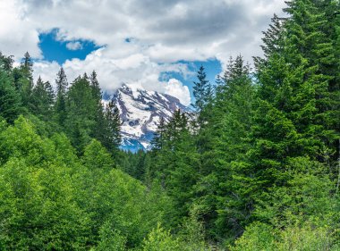 Washington 'daki Rainier Dağı yemyeşil ağaçların arkasında yükseliyor..