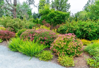 Bellevue, Washington 'da bir bahçedeki patikanın yanında kırmızı çiçekler.