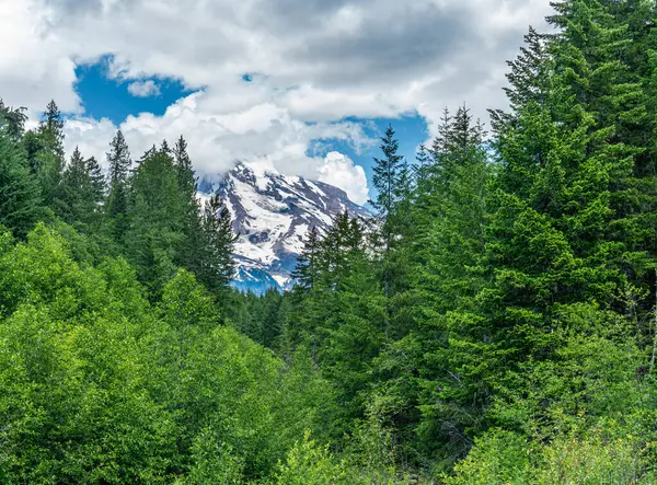 ワシントン州のレイニア山は常緑樹の後ろに立ち上がる — ストック写真