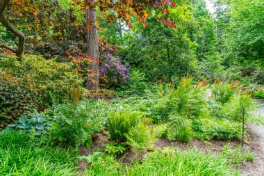 Bellevue, Washington 'da bir bahçede çiçeklerin iyi bir karışımı çiçek açar..