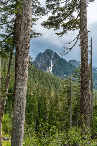Pohled Kaskádový Vrchol Mezi Stromy Státě Washington — Stock fotografie