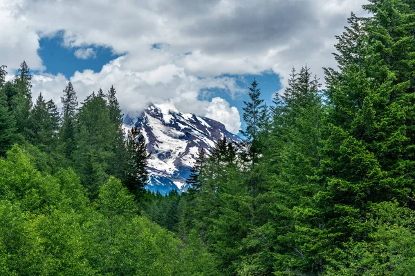 Mount Rainier Bundesstaat Washington Erhebt Sich Hinter Immergrünen Bäumen — Stockfoto