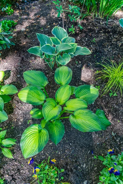 Plants Sensory Garden Seatac Washington — Stock Photo, Image