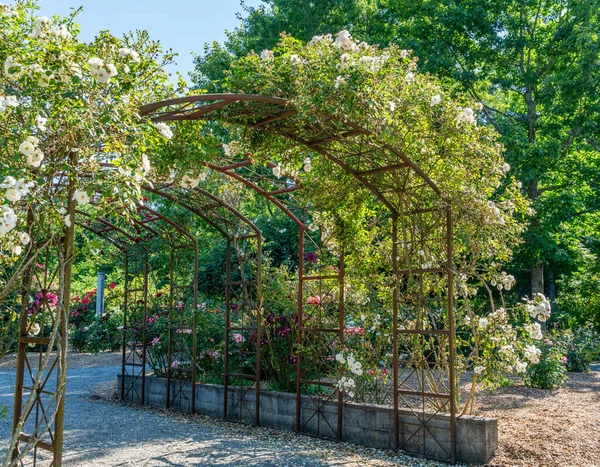 Rosen Blühen Auf Einer Laube Einem Garten Seatac Washington — Stockfoto