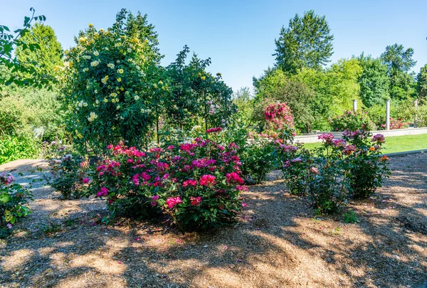Kvetoucí Letní Květiny Zahradě Seatact Washington — Stock fotografie