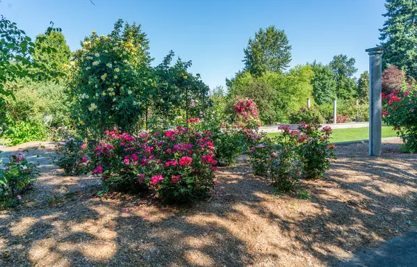 stock image Blooming summer flowers at a garden in Seatact, Washington.