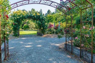 Seatac, Washington 'da bir bahçede çeşitli çiçekler açıyor..