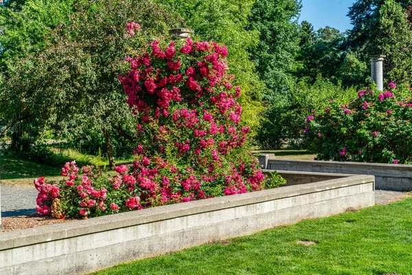 Великі Квітучі Квіткові Кущі Саду Сідаку Вашингтон — стокове фото