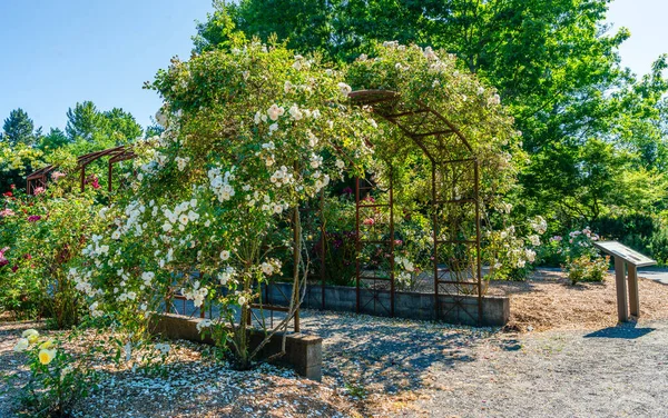 Róże Kwitną Altanie Ogrodzie Seatac Waszyngton — Zdjęcie stockowe