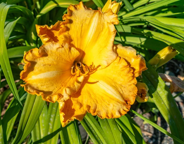 ワシントン州シアタックの庭で黄色のスイレンの花のマクロショット — ストック写真