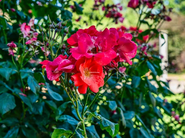 Μια Μακρο Φωτογραφία Κόκκινα Λουλούδια Έναν Κήπο Στο Seatac Ουάσιγκτον — Φωτογραφία Αρχείου