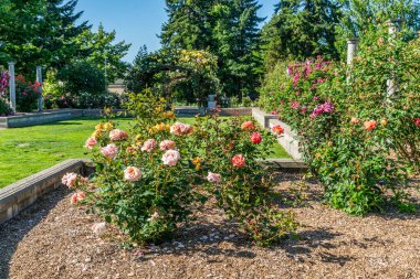 Seatac, Washington 'da bir bahçede çeşitli çiçekler..