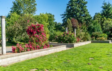 Seatac, Washington 'da bir bahçede çiçek açan büyük çalılar..