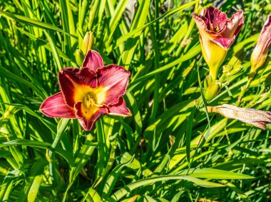 Seatac, Washington 'da bir bahçede sarı bir çiçeğin makro çekimi..