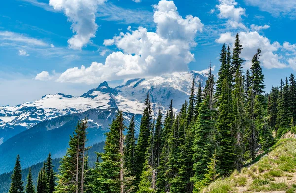 ワシントン州の常緑樹とレイニア山の眺め — ストック写真