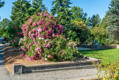 Seatac, Washington 'da bir bahçede çeşitli çiçekler..