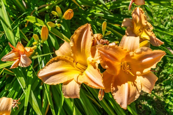 在华盛顿西雅图的一个花园里拍摄了一张大丽花的特写照片 — 图库照片