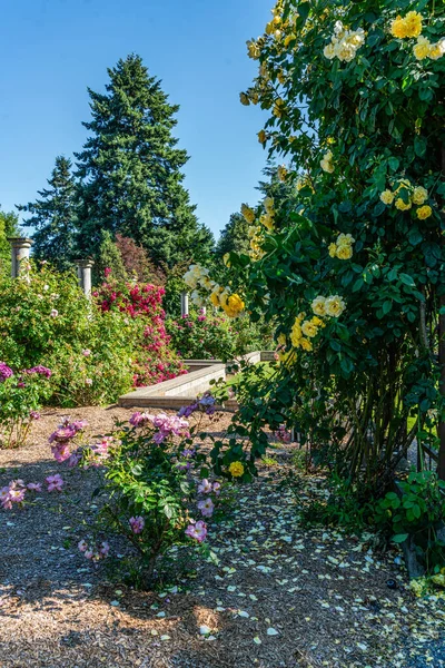 Квітучі Літні Квіти Саду Сідаці Вашингтон — стокове фото