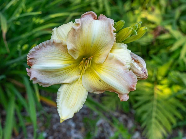 华盛顿西雅图一个花园里一朵黄色的百合花的宏观映像 — 图库照片