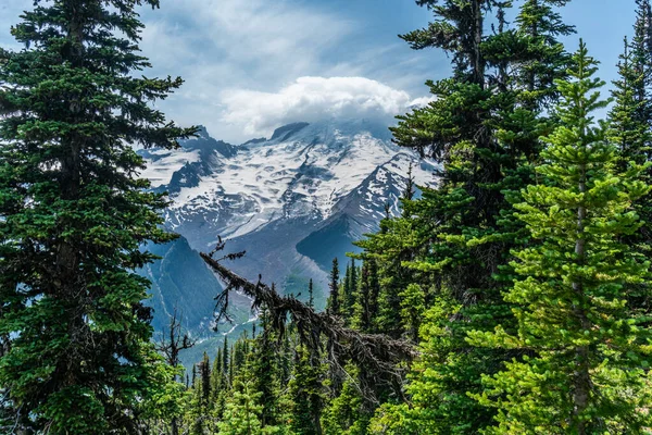 Ein Blick Auf Mount Rainier Und Immergrüne Bäume Bundesstaat Washington — Stockfoto
