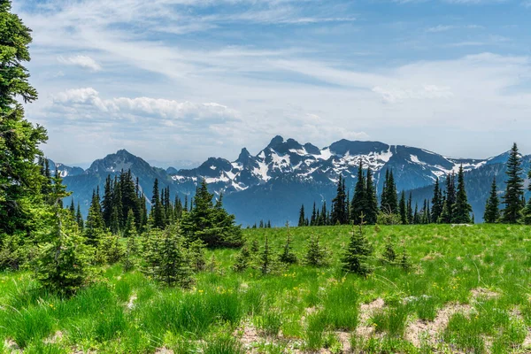 View Meadow Evergreen Trees Mount Rainier Washington State — Stock Photo, Image