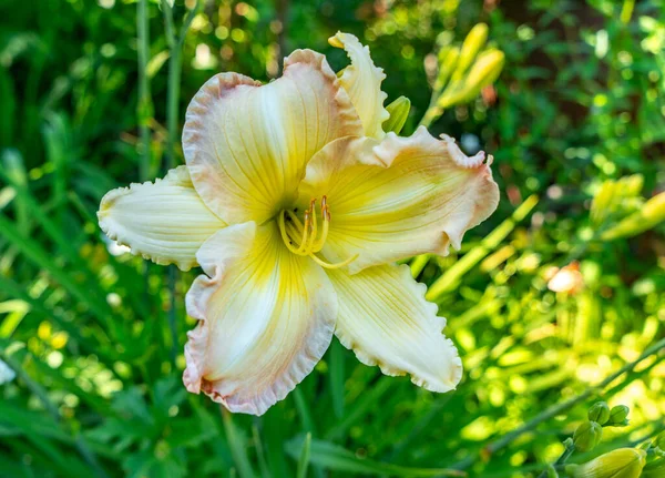 Макро Снимок Цветка Желтой Дневной Лилии Саду Ситаке Штат Вашингтон — стоковое фото