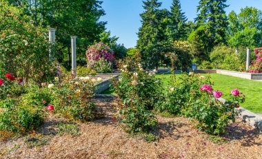 Seatac, Washington 'da bir bahçede çeşitli çiçekler..