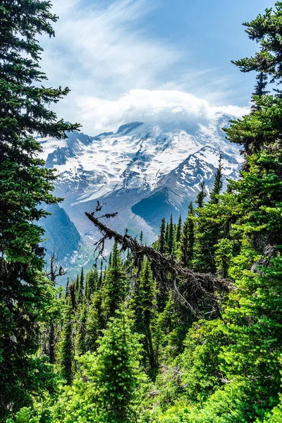 Uma Vista Monte Rainier Árvores Perenes Estado Washington — Fotografia de Stock