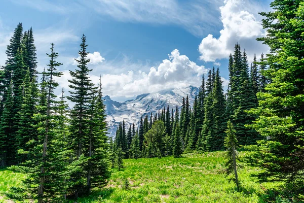 Una Vista Prado Con Árboles Siempreverdes Cerca Del Monte Rainier —  Fotos de Stock