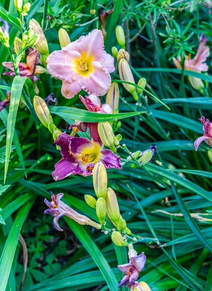 Egy Közeli Kép Daylily Virágokról Egy Kertben Seatacban Washingtonban — Stock Fotó