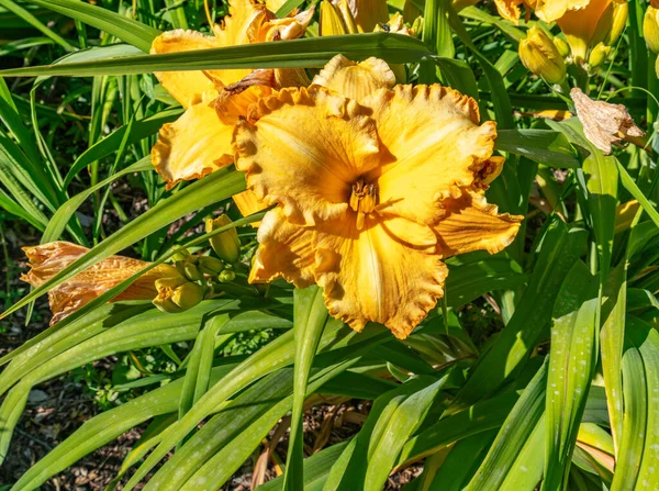 Una Macro Foto Una Flor Amarilla Jardín Seatac Washington — Foto de Stock