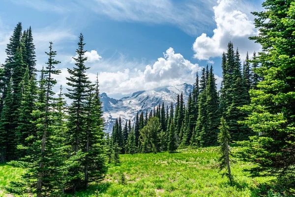 Una Vista Prado Con Árboles Siempreverdes Cerca Del Monte Rainier —  Fotos de Stock
