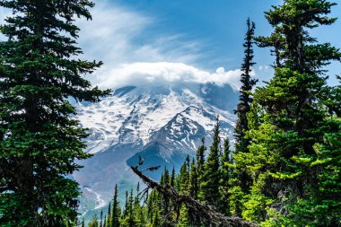 Washington 'da Rainier Dağı ve yemyeşil ağaçların manzarası.