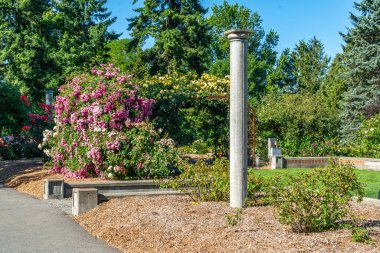 Seatac, Washington 'da bir bahçede çiçek açan büyük çalılar..