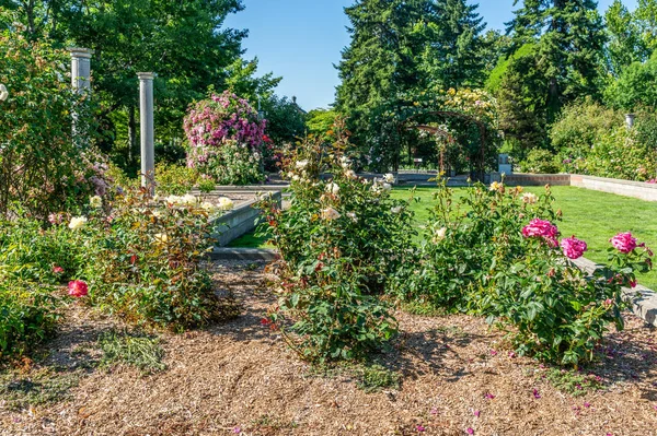 Eine Vielzahl Von Blumen Einem Garten Seatac Washington — Stockfoto