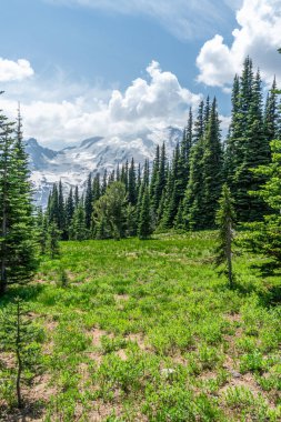 Washington 'da Rainier Dağı yakınlarında yemyeşil ağaçlarla çevrili bir çayır manzarası..