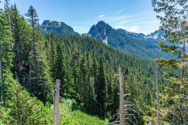 Washington 'daki Rainier Dağı yakınlarındaki tepeler ve yemyeşil ağaçlar..