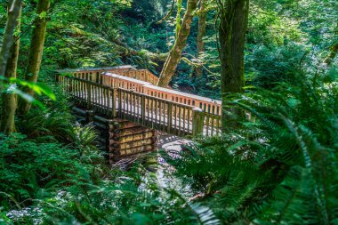 Washington 'daki Dash Point Eyalet Parkı' nda tahta bir köprü manzarası..